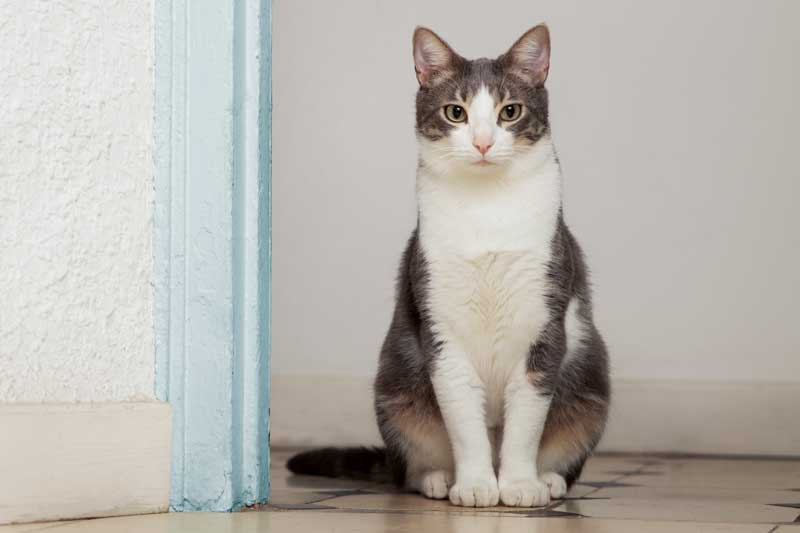 a cat at the pet-friendly dc apartments for rent the elaine
